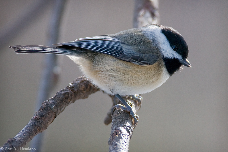 Backlit Chickadee