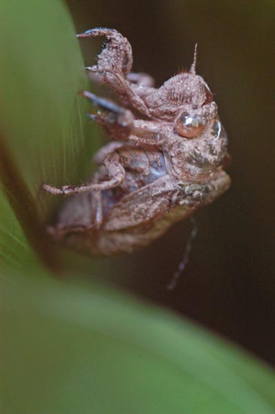 27 Cicada exuvia 1823