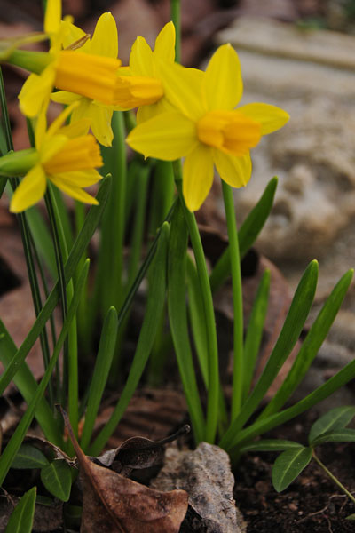 15 Dwarf daffodils 8340