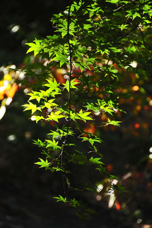 23 Early fall sun 6835