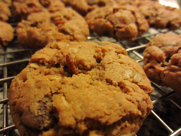 05 Chocolate chip mealworm cookies