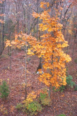Fall woods 0282