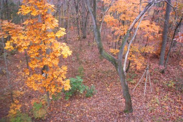 Fall woods 0287