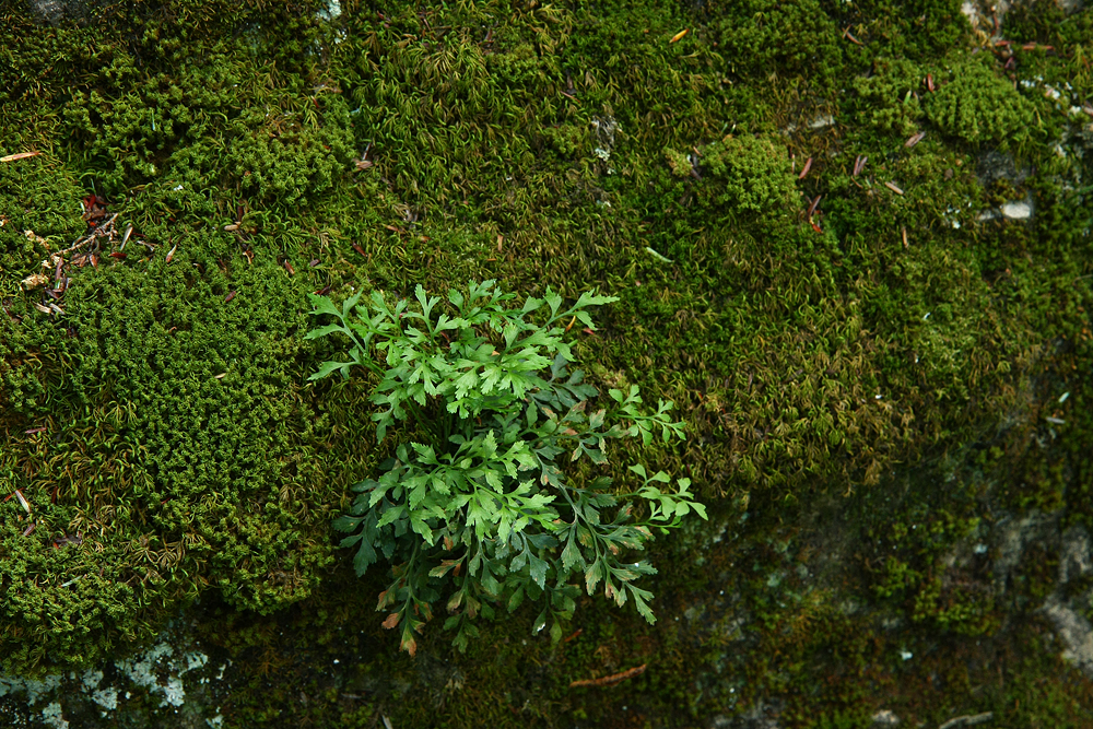 Asplenium ruta-muraria- (Wall Rue)