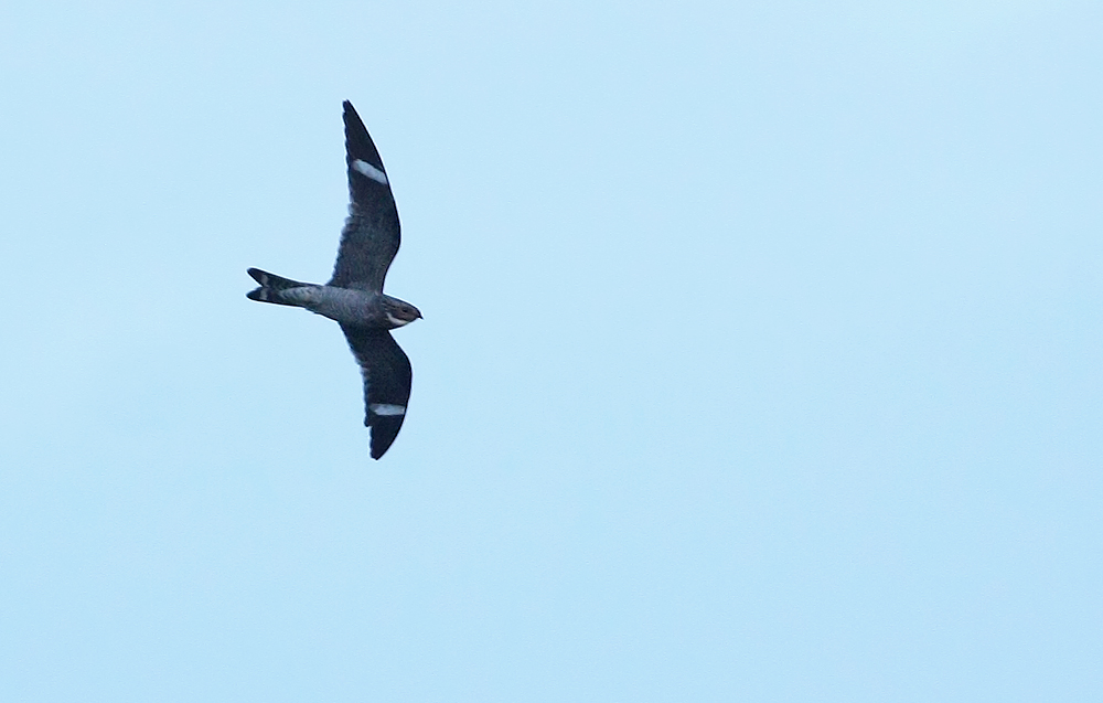 Common Nighthawk