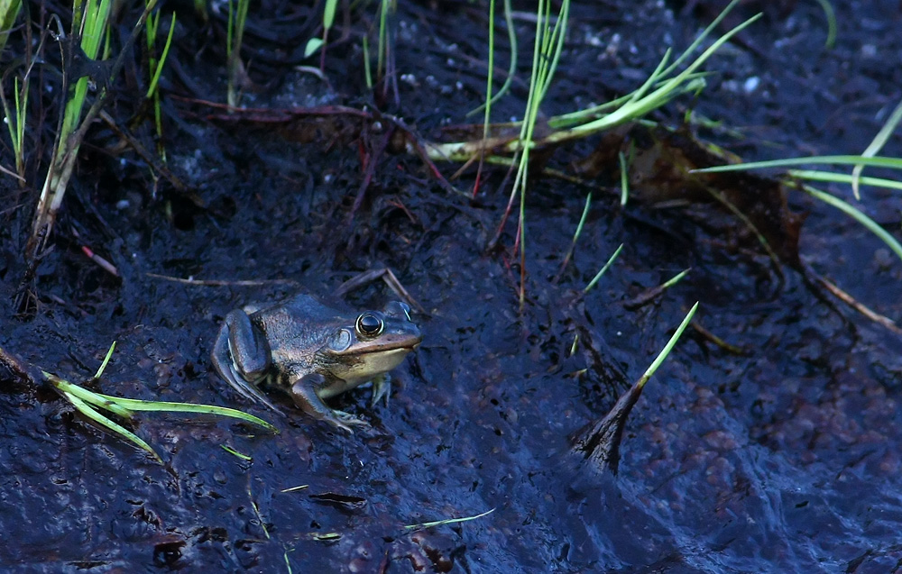 Carpenter Frog!