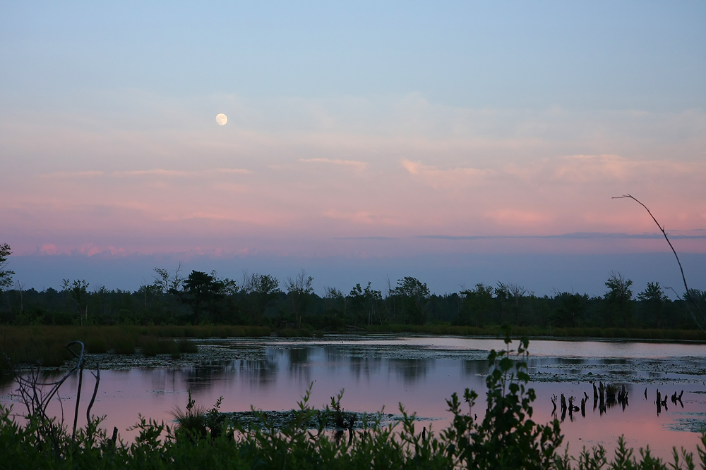 Twilight at the bog