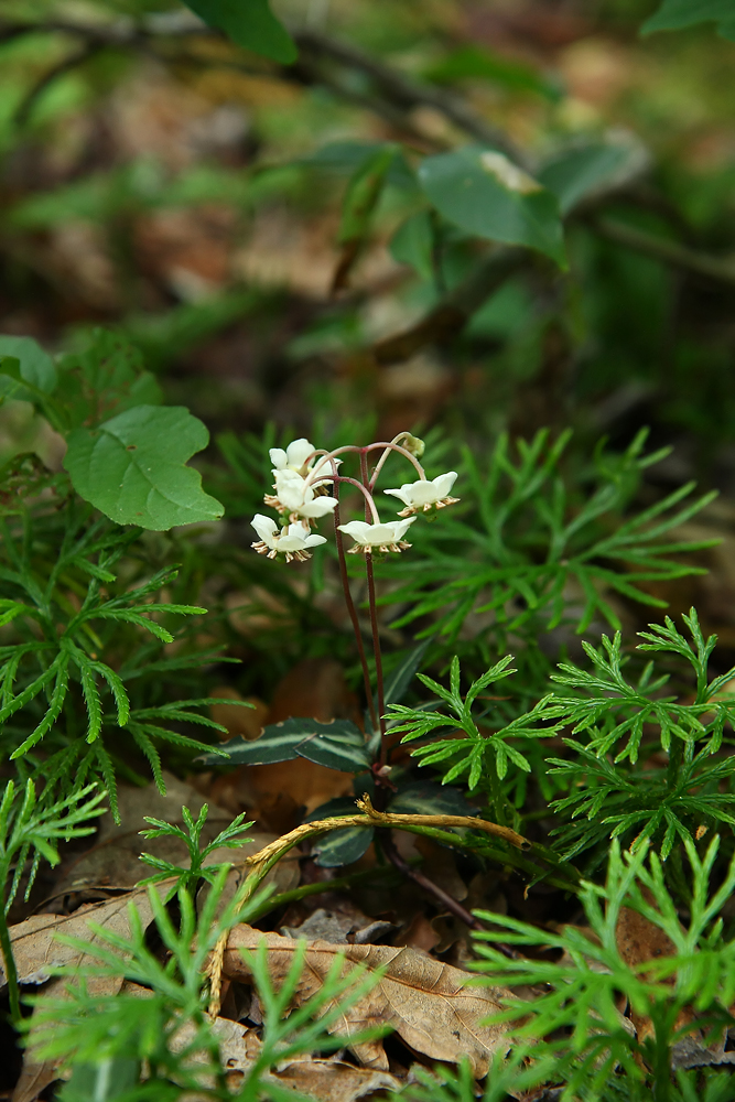 Spotted Wintergreen (Chimaphila maculata)