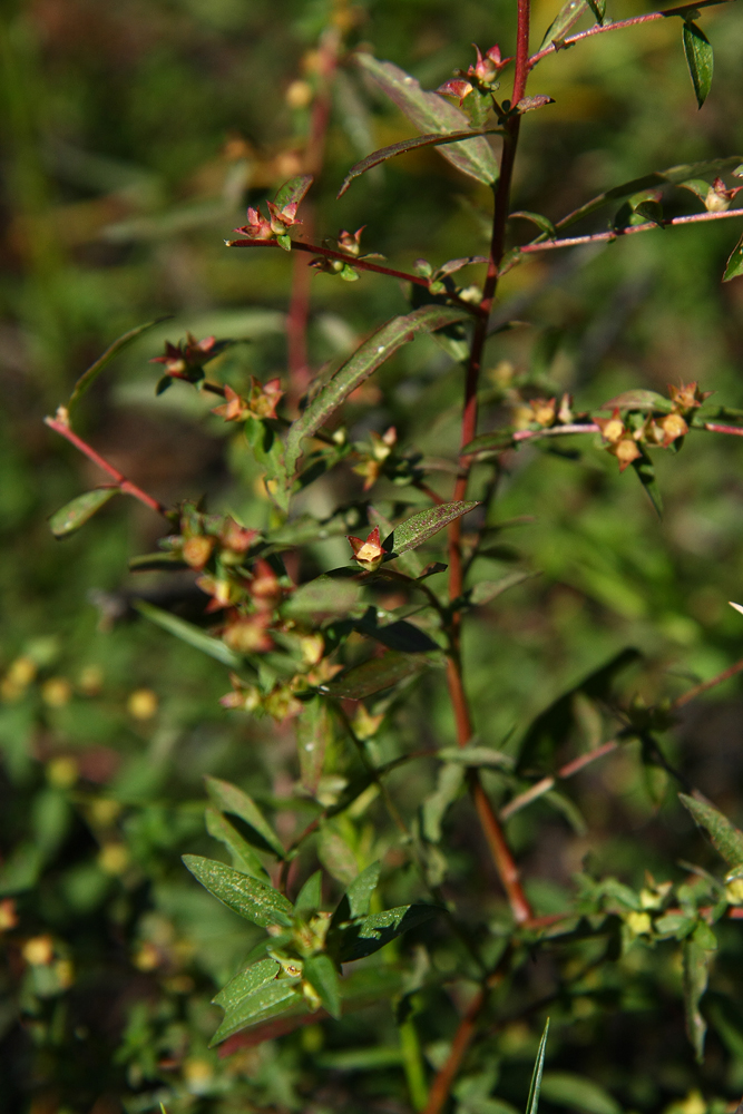 Ludwigia sphaerocarpa (Globe-fruited Seedbox)