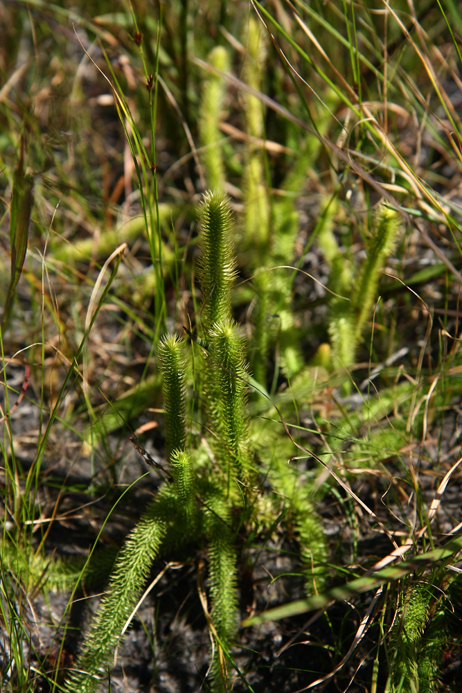 Lycopodiella alopecuroides (Foxtail Clubmoss)