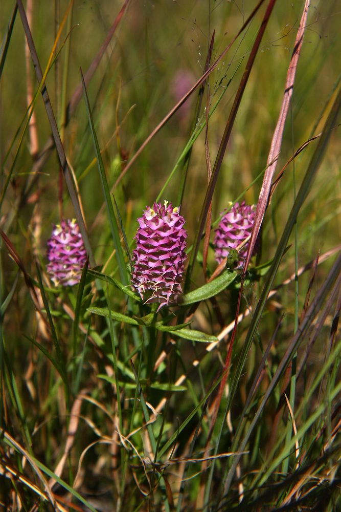 Polygala cruciata (Cross-leaved Milkwort)