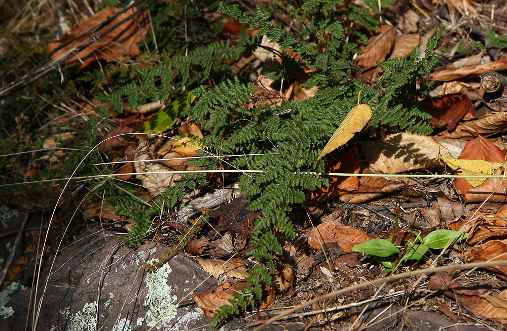 Cheilanthes lanosa (Hairy Lip Fern)