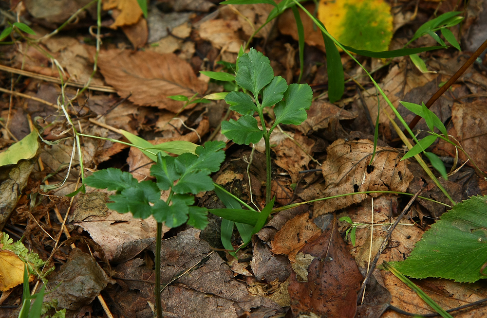 Botrychium oneidense (Blunt-lobed Grape Fern)