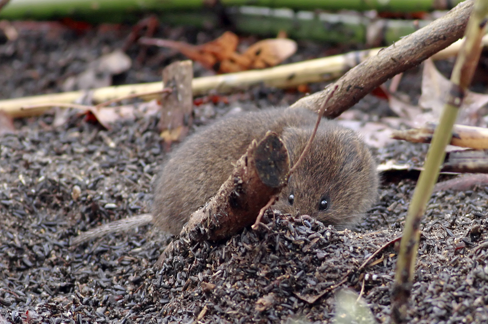 Meadow Vole
