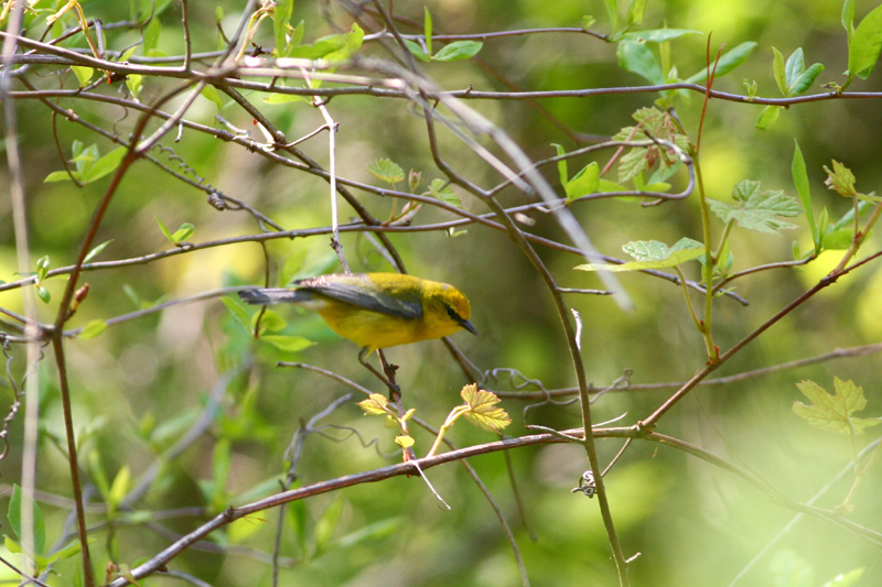 Blue-winged Warbler