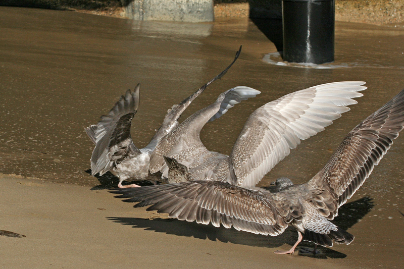 Glaucous-winged Gull