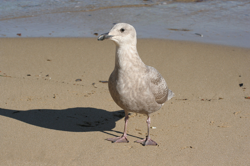 Glaucous-winged Gull