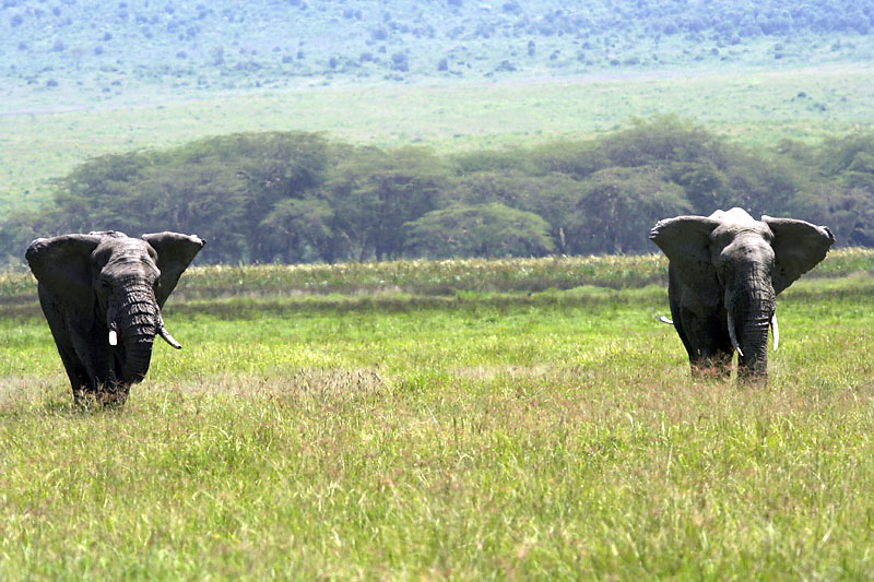 Ngorongoro_9447r.jpg