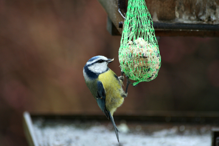 Msange bleue_8394.jpg