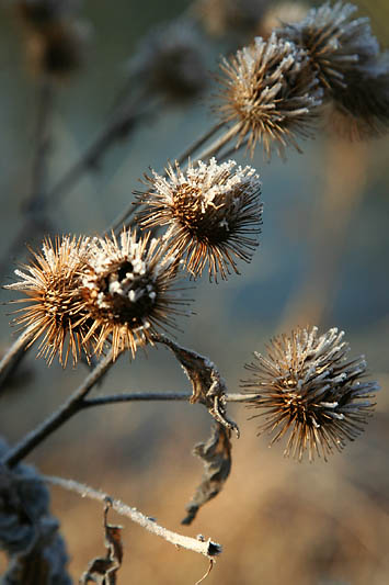Froidure matinale_4362r.jpg
