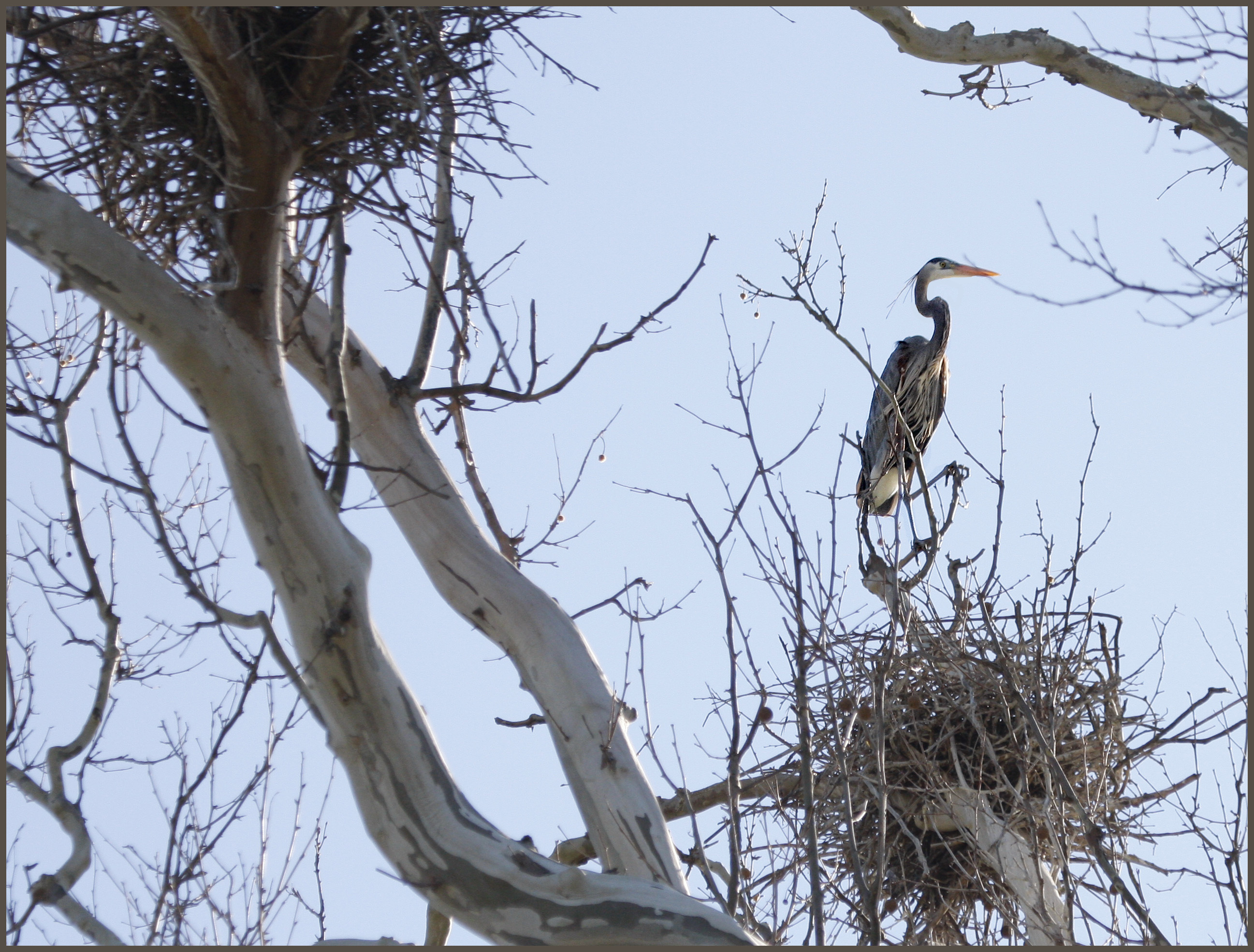 Great Blue Heron IV