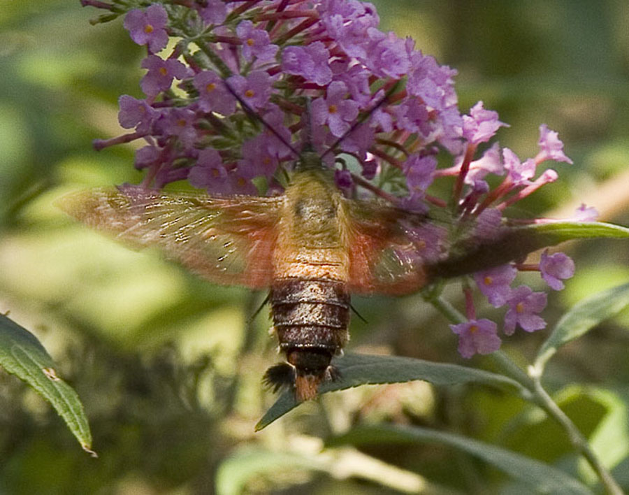 Hummingbird Moth