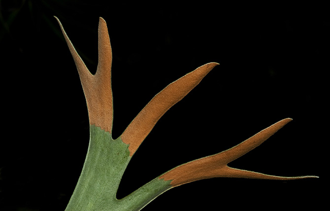 Staghorn Fern - Platycerium veitchi