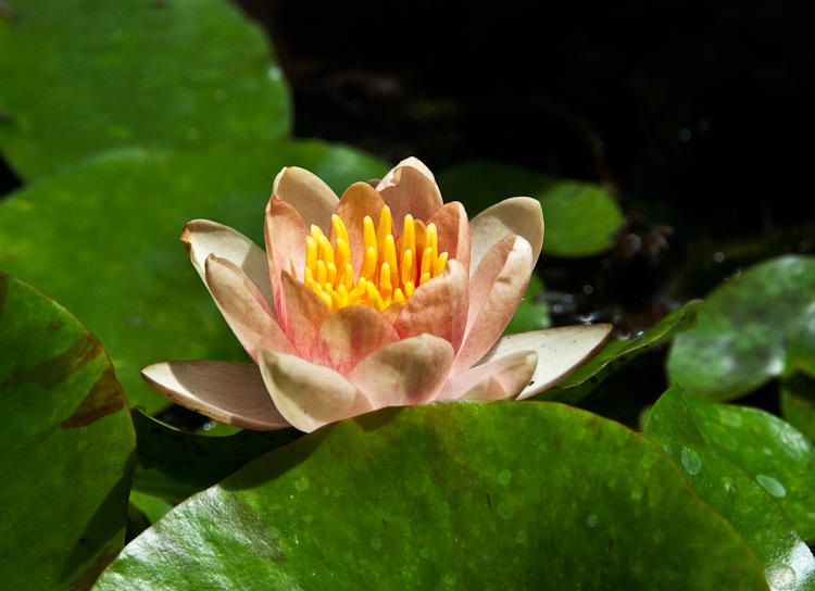 Hardy Waterlily