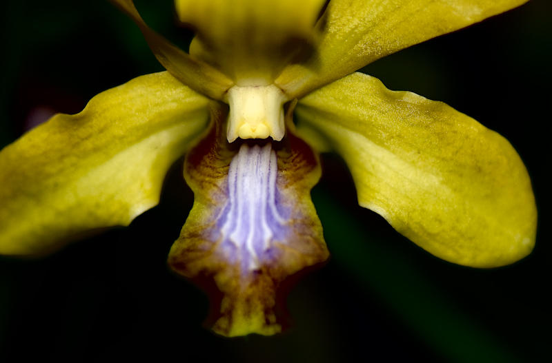 Exotica