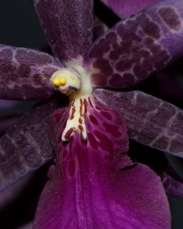 Miltassia  Orchid Darth Vader