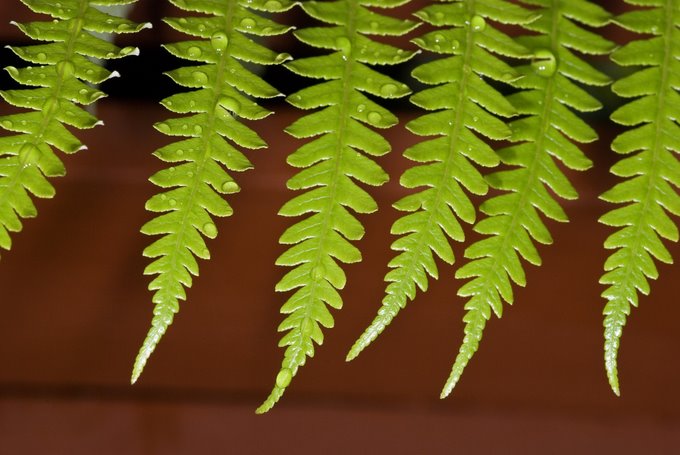 Frond Drops