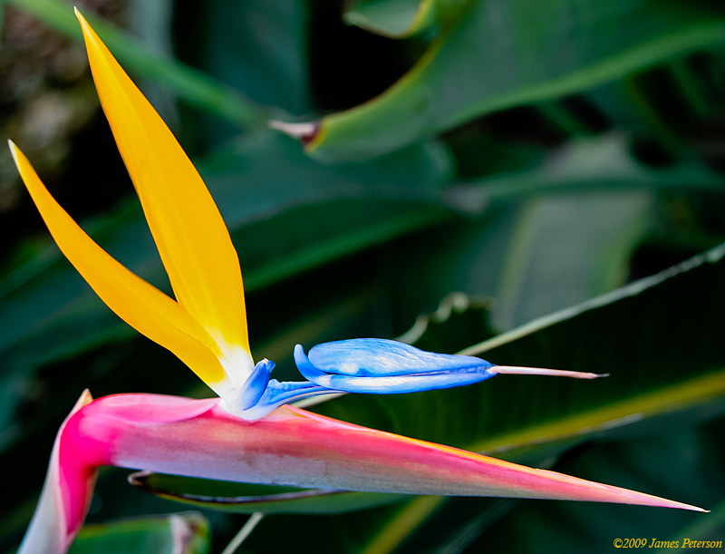 Bird of Paradise (39962)