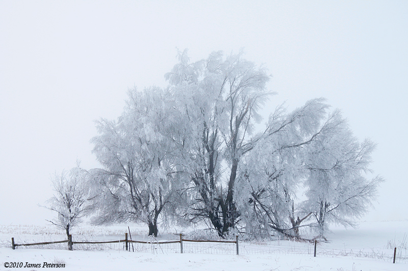 Winter Trees (5173)
