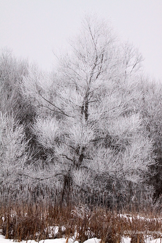 Frosted Tree (5109)