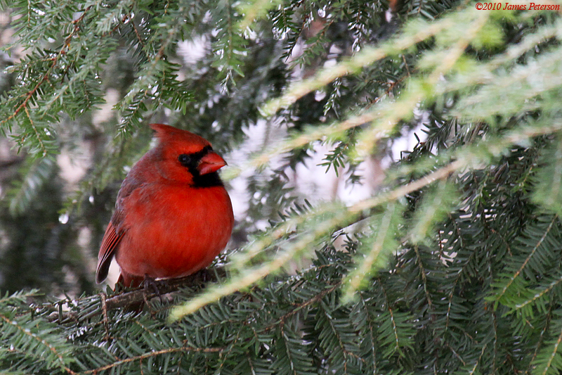 Cardinal (5380)