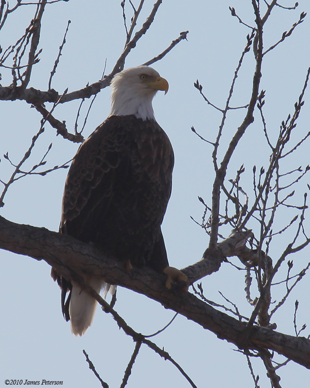 Perched Eagle (6795)