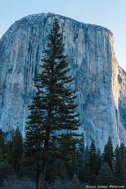 El Capitan and Pine (7942)