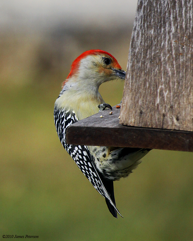 Woodpecker (11233)