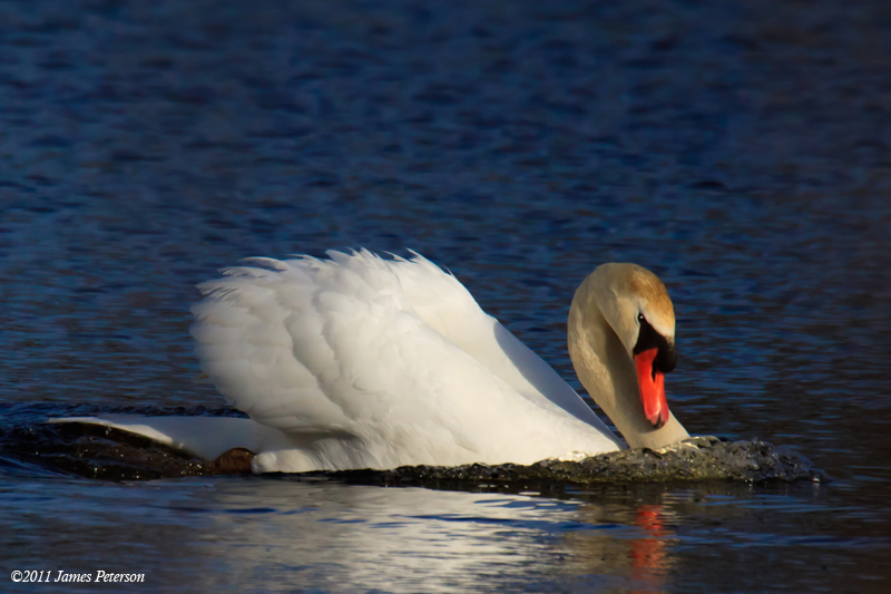 Mute Swan (13216)