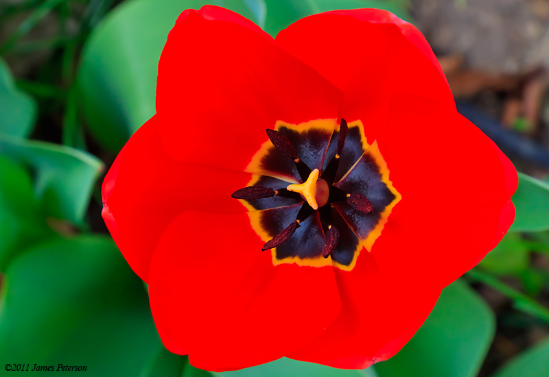 Red Tulip (13260)
