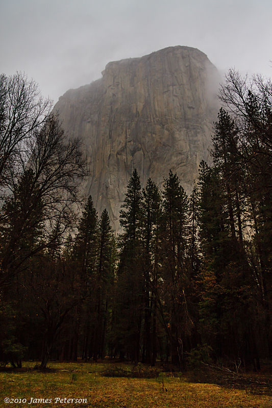 El Capitan Trees  Meadow (7663)