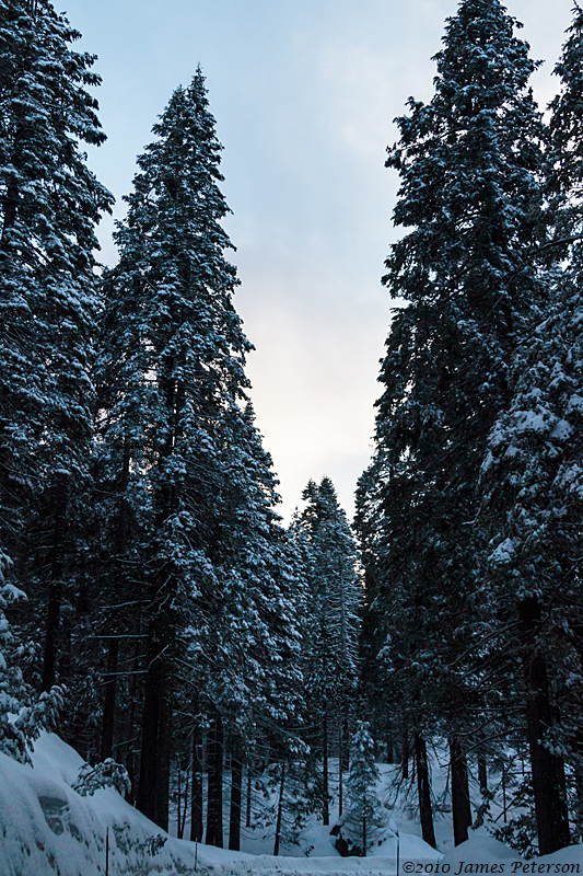 Early Morning Snow in the Pines (7910)