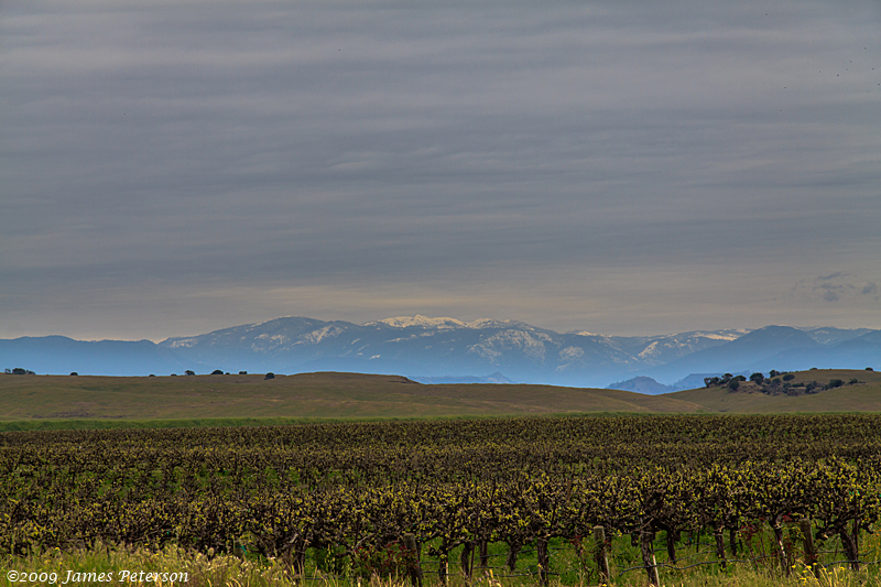 Vineyard of the Sierra (48490)