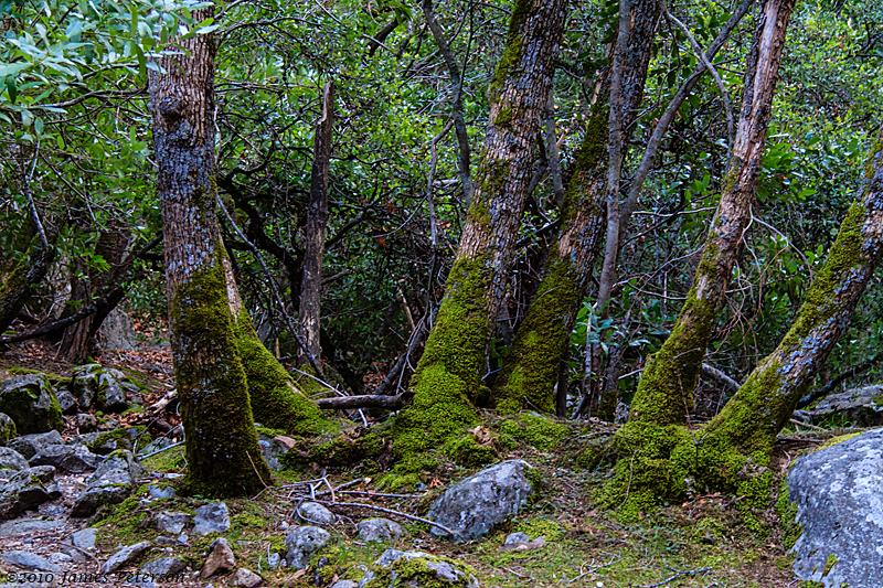 Moss Covered Trees (7140)