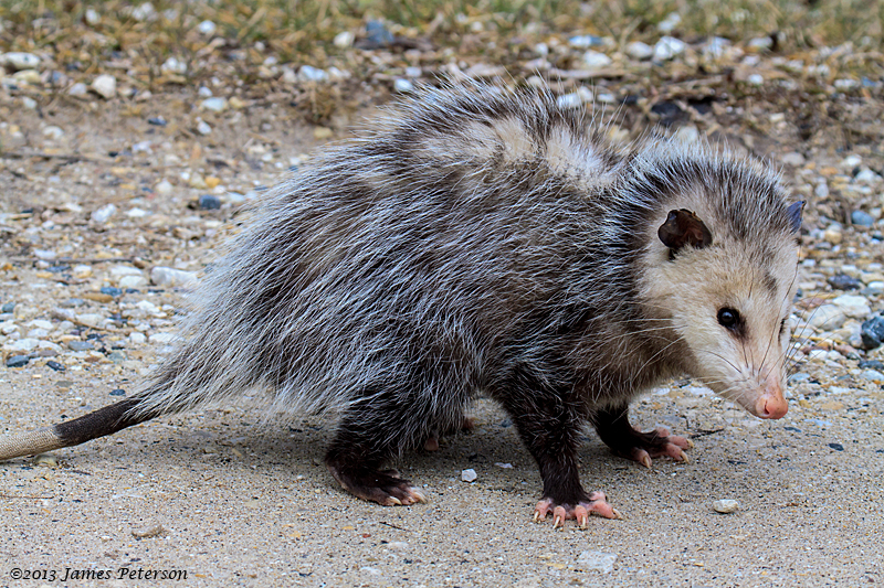 Opossum (24149)