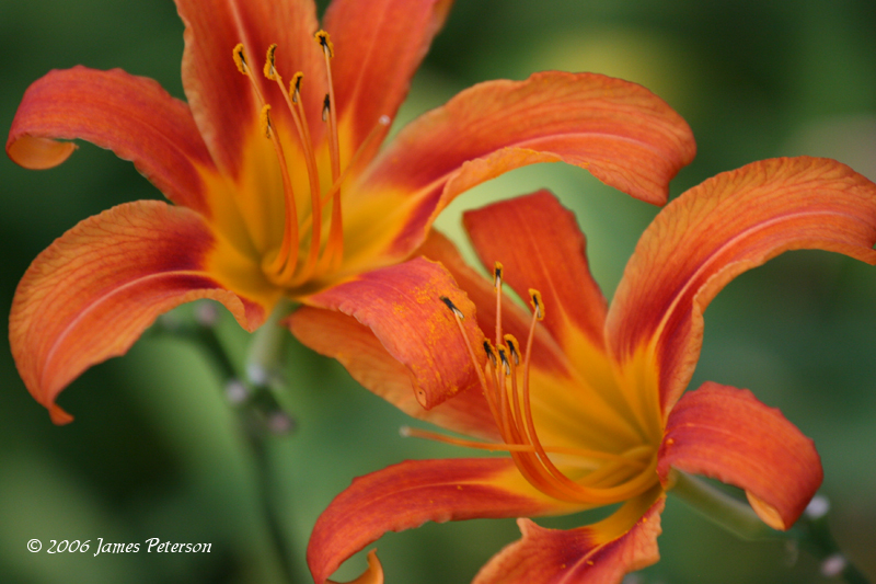 Day Lillies (7403)