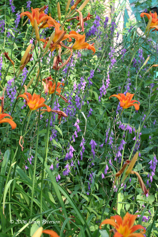 Day Lillies and Creeping Bellflower (7426)