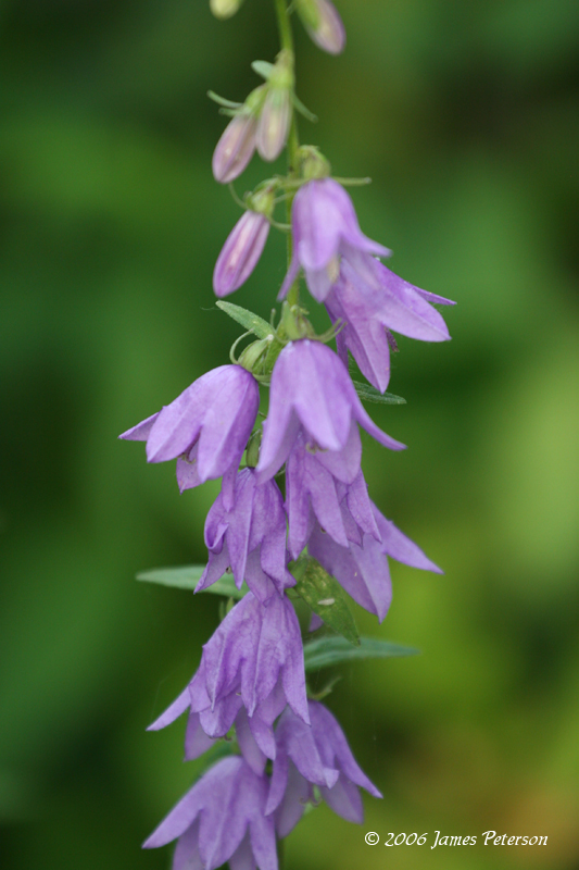 Creeping Bellflower (7397)