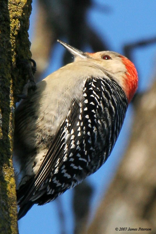 Woodpecker (27424)