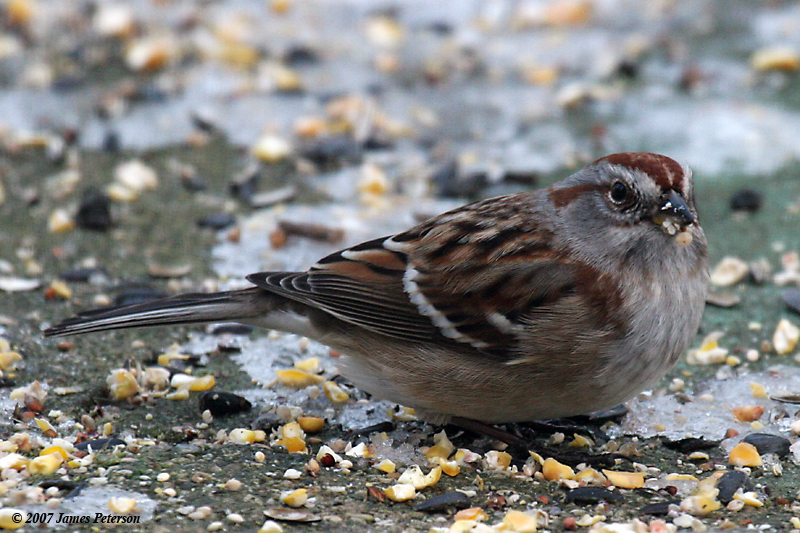 American Tree Sparrow (27768)